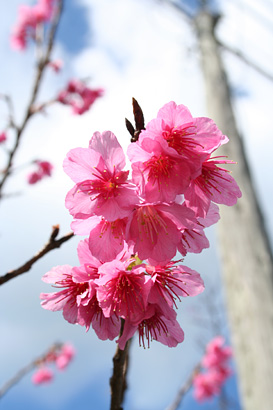 八重岳の寒緋桜