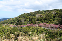 八重岳の桜並木